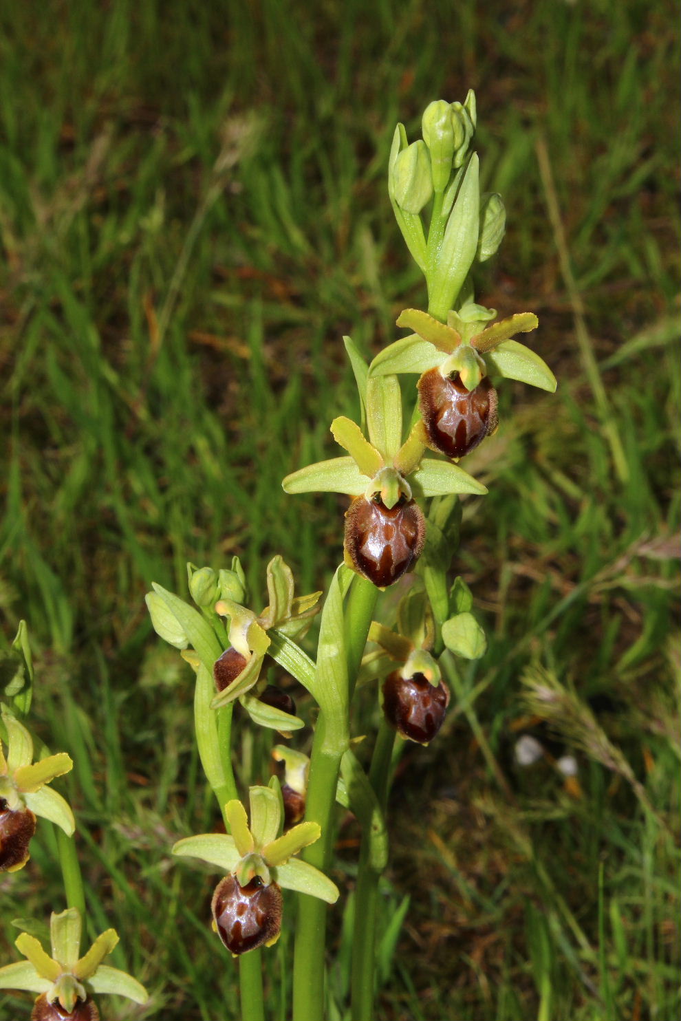 Ophrys da determinare ??